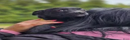 Mixed Breed dogs for adoption: ❤️🐶 INDY – DELICATE LIKE CRYSTAL, FULL OF LOVE in Burton-on-Trent - Advert 19