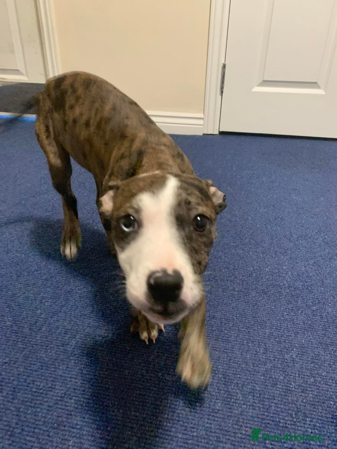 Mixed Breed dogs for sale: American Bully johnsons american bulldog - Image 2