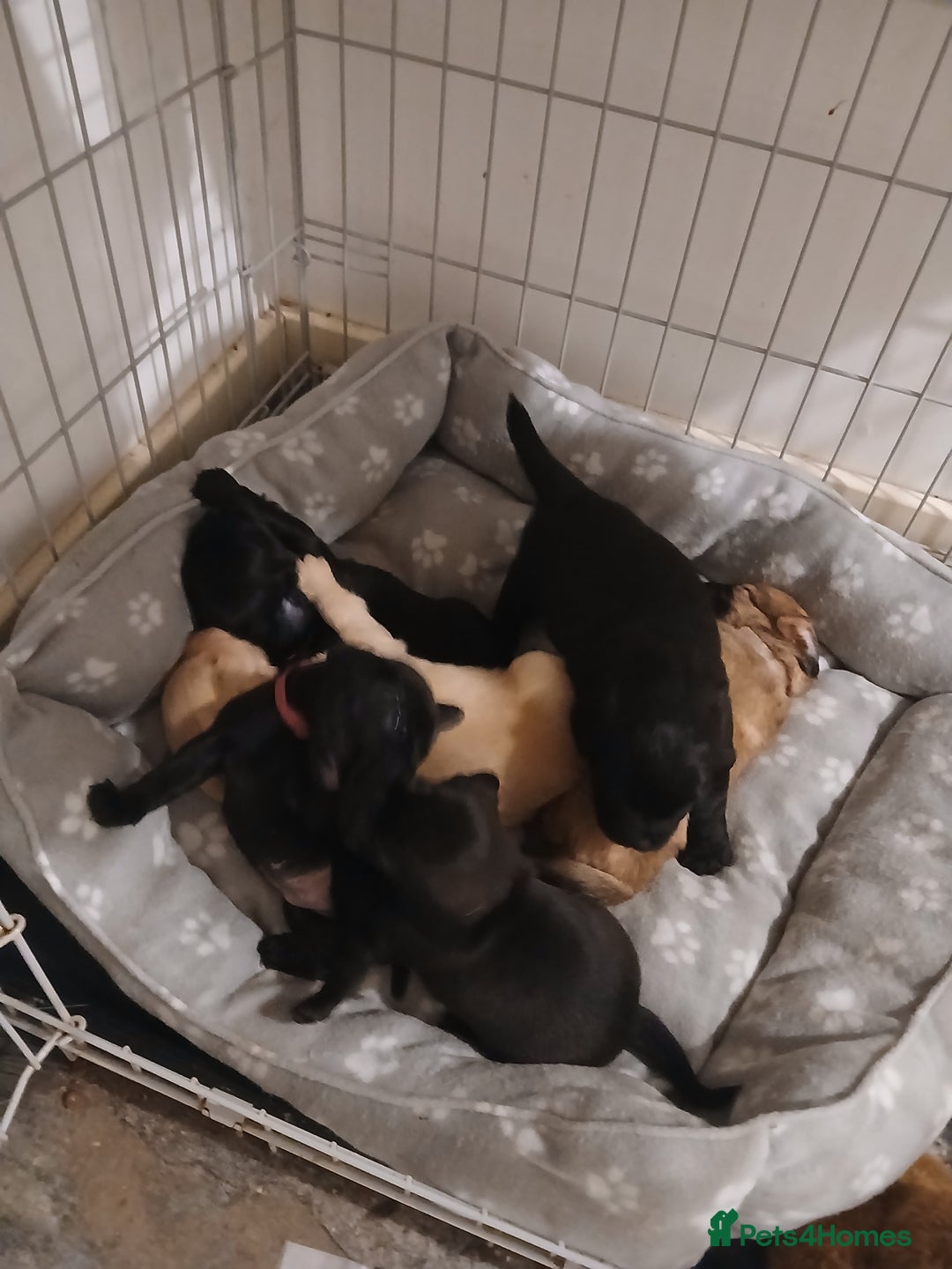 Mixed Breed dogs for sale: 2 pups left  - Advert 14