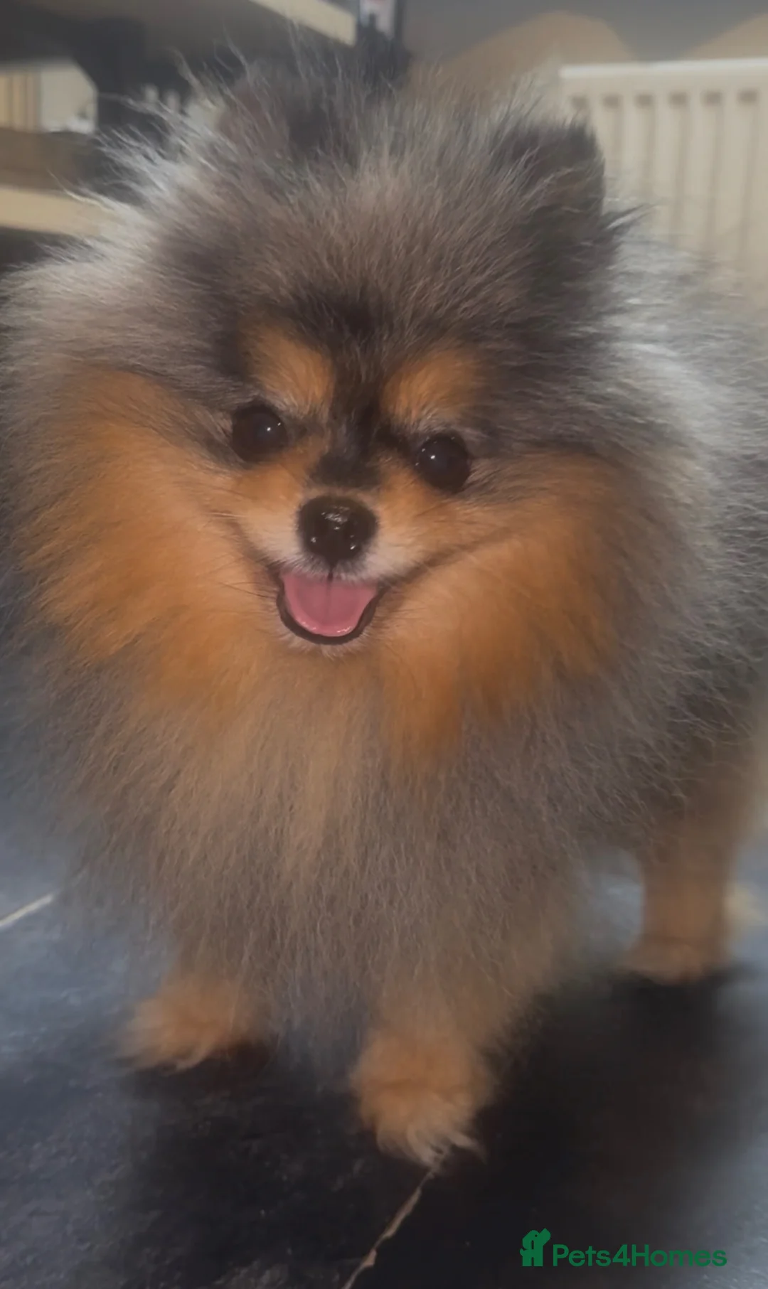 Pomeranian dogs for stud: ** MIKA - Healthy & Proven **  - Advert 2