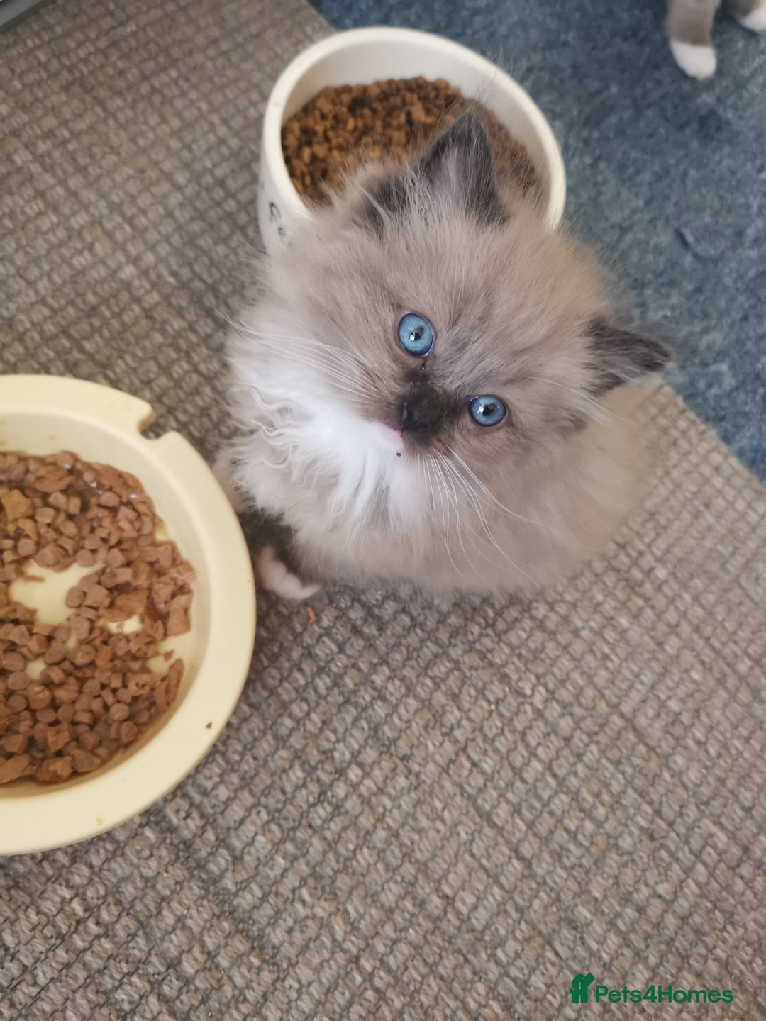 Ragdoll cats for sale: Stunning TICA Ragdoll Kittens - Mink, Sepia,  - Advert 13