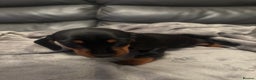 Miniature Dachshund dogs for sale: Miniature Dachshund - Advert 9