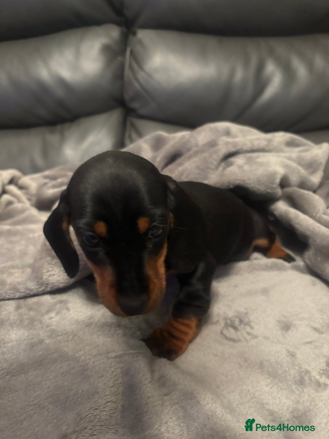 Miniature Dachshund dogs for sale: Miniature Dachshund - Advert 9