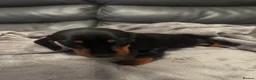 Miniature Dachshund dogs for sale: Miniature Dachshund - Advert 9