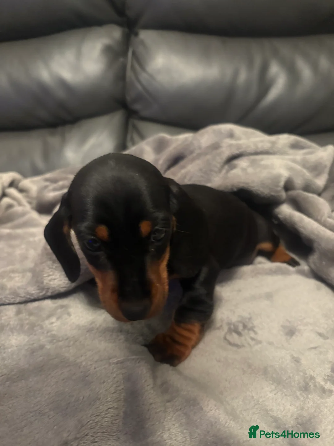 Miniature Dachshund dogs for sale: Miniature Dachshund - Advert 9
