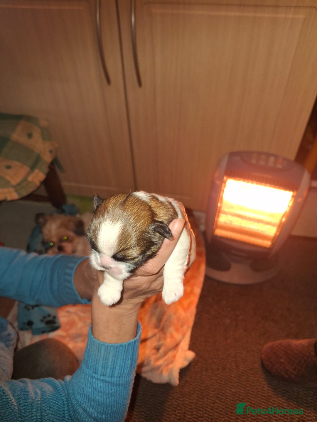 Shih Tzu dogs for sale: Shih tzu - Advert 4