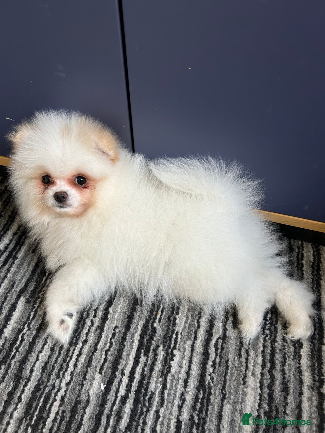 Pomeranian dogs for sale: Cute Pomeranian Ready To Be Rehoused  - Advert 2