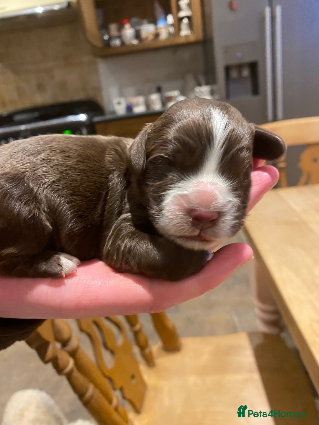 Cocker Spaniel dogs for sale: Working cocker spaniel  - Advert 7