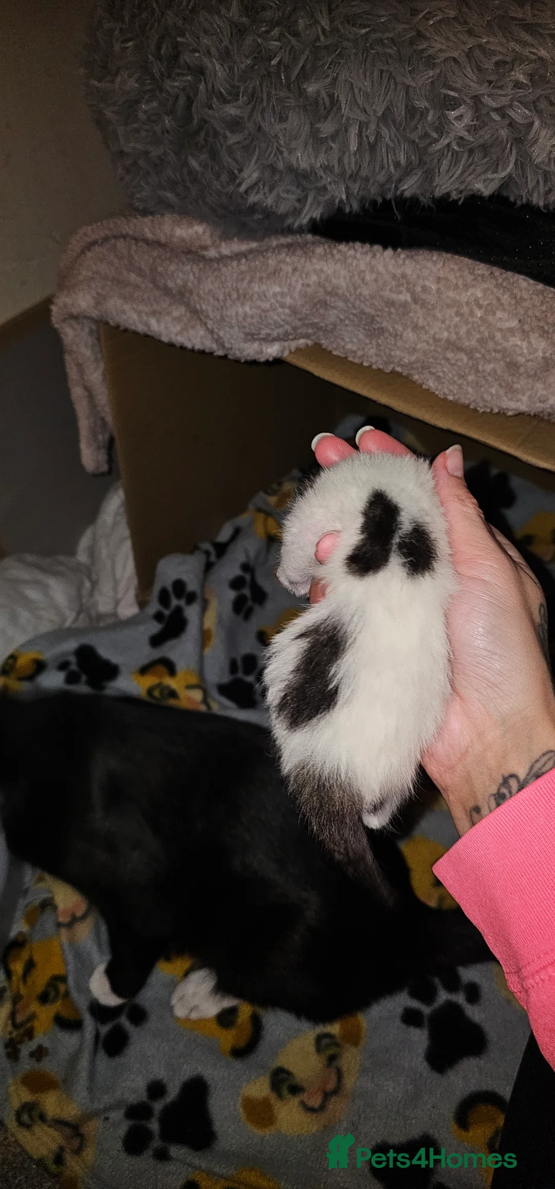 British Shorthair cats for sale: Kittens for sale  in Oldbury - Advert 5