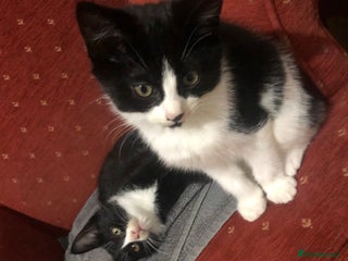 Mixed Breed cats 2 kittens left!! - Advert 10