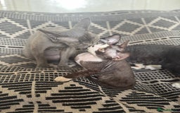 Devon Rex cats for sale: 1 girl left Devon Rex Kittens – Exceptional Type  in Stamford - Image 37