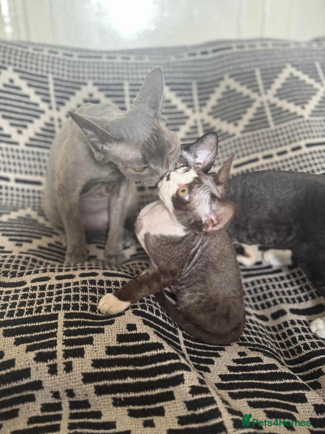 Devon Rex cats for sale: 1 girl left Devon Rex Kittens – Exceptional Type  in Stamford - Image 37