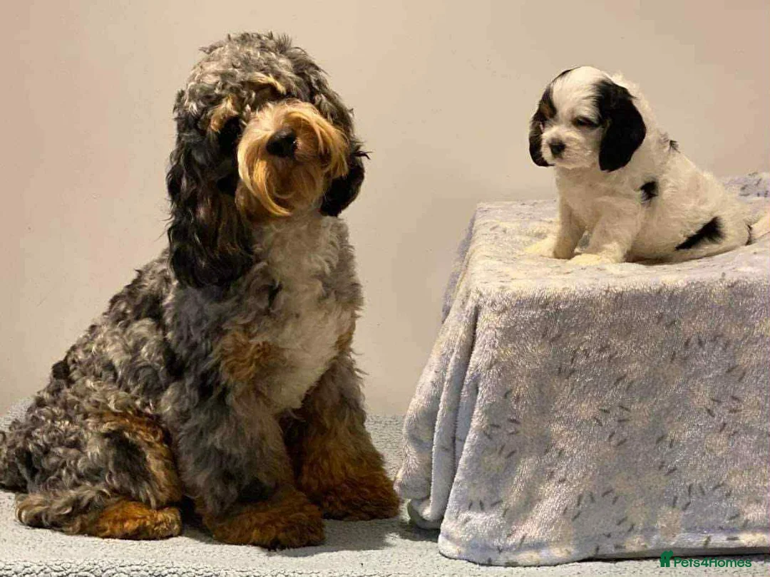 Cockapoo dogs for stud: unique and beautiful f3 american cockapoo stud - Advert 12