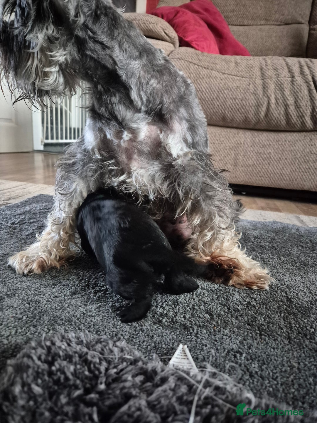 Miniature Schnauzer dogs for sale: Miniature Schnauzer puppies kc reg Ready to view - Image 22