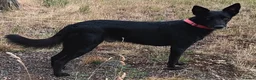 Border Collie dogs for adoption: HENNESSY  - Advert 3