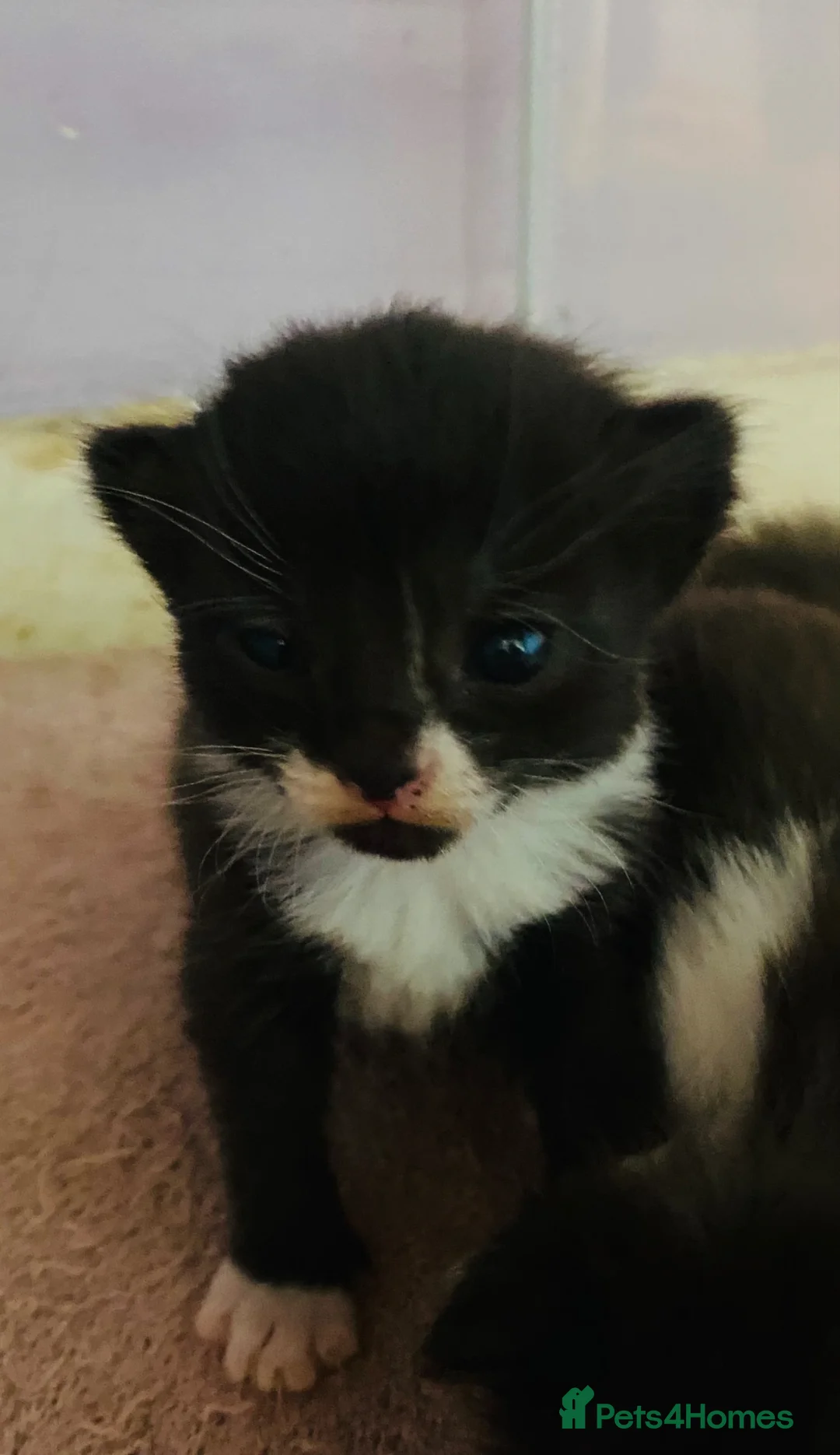Mixed Breed cats for sale: Four kittens left  - Advert 2