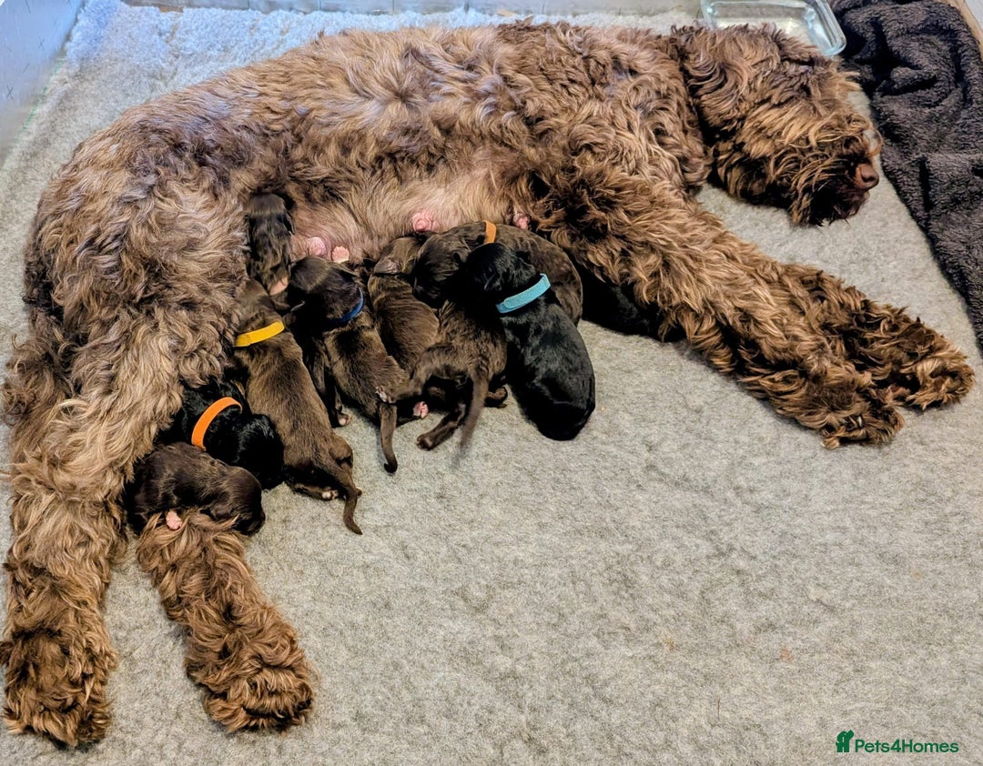 Portuguese Water Dog dogs for sale: Portuguese Water Dog puppies for sale in Oakham - Image 13