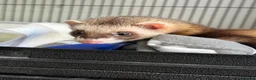 Ferret rodents for sale: Standard Gill ferret  - Advert 5
