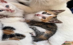 Mixed Breed cats for sale: Mixed litter  - Image 12