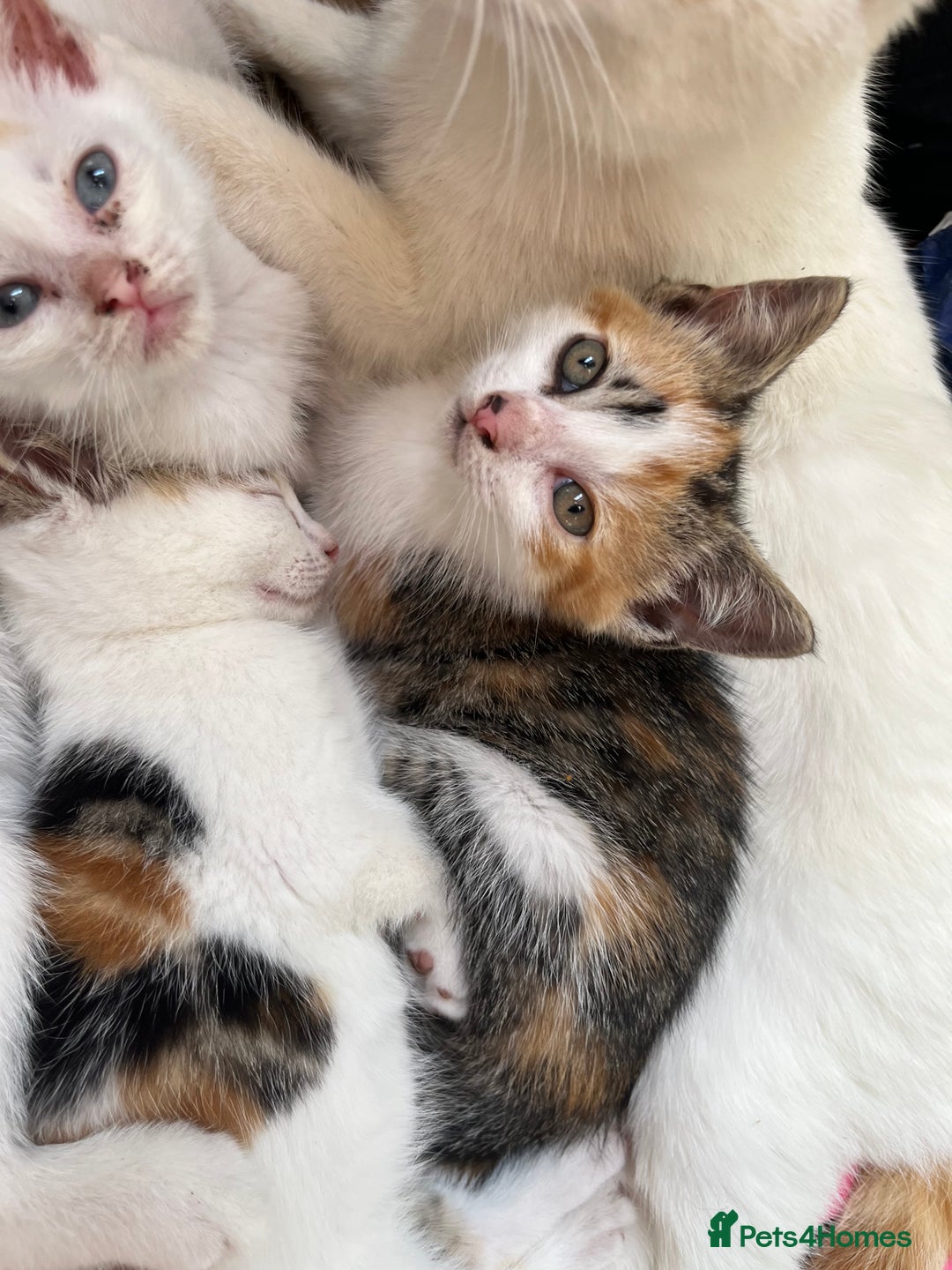 Mixed Breed cats for sale: Mixed litter  - Image 12