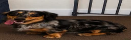 Miniature Dachshund dogs for sale: Long Haired Miniature Daschund 1yo  in Blackpool - Advert 4