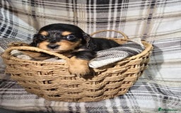 Miniature Dachshund dogs for sale: Longhair miniature Duchshund 🩵1boy 1girl left🩷 - Advert 36