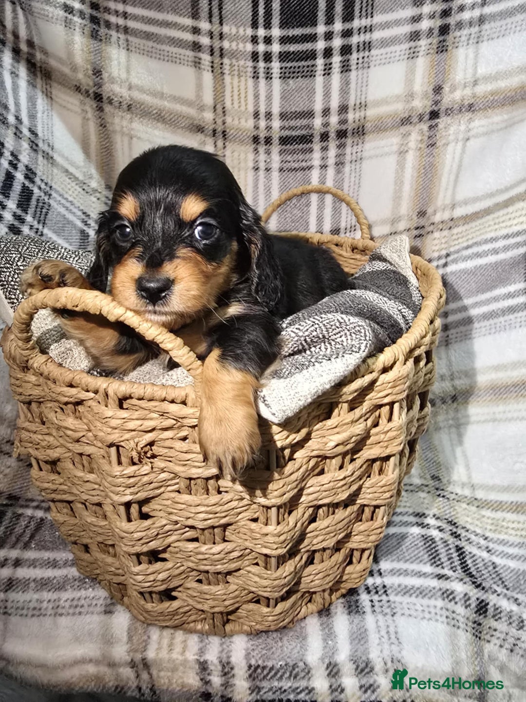 Miniature Dachshund dogs for sale: Longhair miniature Duchshund 🩵1boy 1girl left🩷 - Advert 36