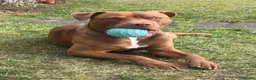 Mixed Breed dogs for sale: 11 Month Old Staffy Milo - Advert 1