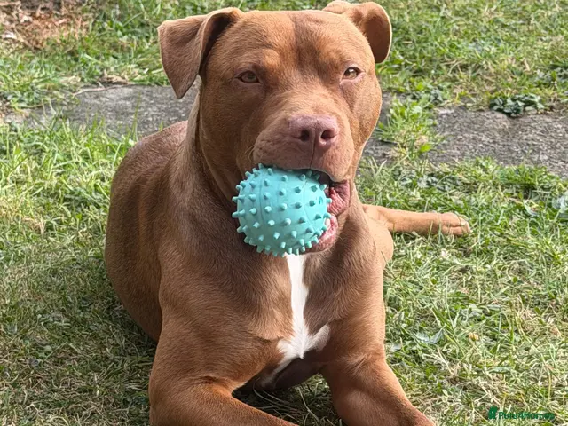 Mixed Breed dogs 11 Month Old Staffy - URGENT ** - Advert 5
