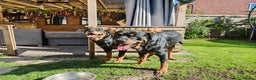 Rottweiler dogs for stud: Rottweiler for stud full pedigree, health tested  in Prescot - Advert 23