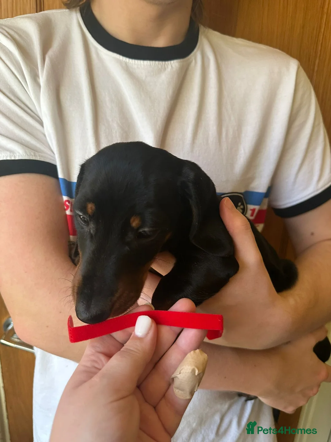 Miniature Dachshund dogs for sale: miniature dachshund puppies  - Advert 12
