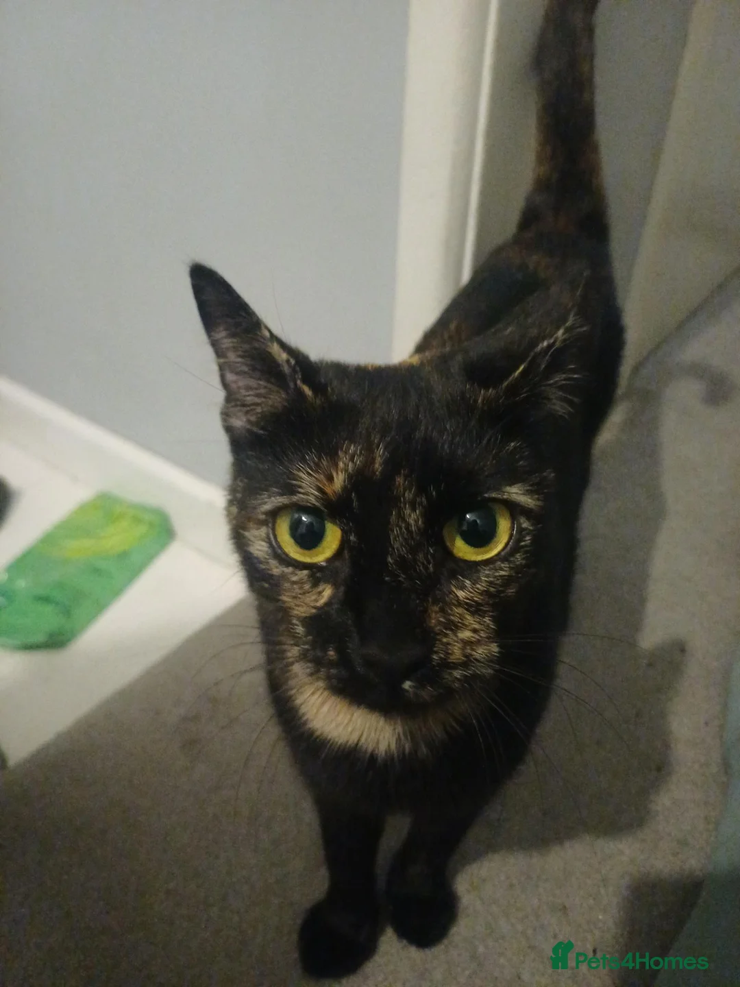 Mixed Breed cats for sale: 5 beauties  in Southampton - Advert 8