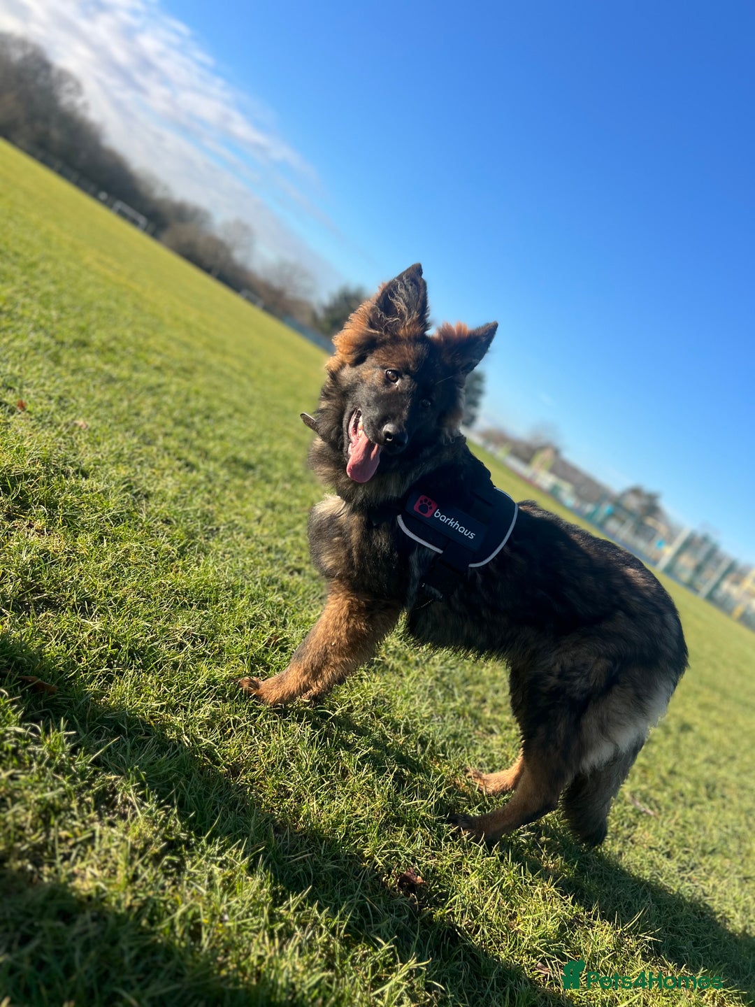 German Shepherd dogs for sale: beautiful male gsd 7 months  - Advert 1