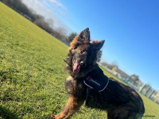 German Shepherd dogs beautiful male gsd 7 months - Advert 1