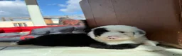 Old English Sheepdog dogs for sale: Old English sheep pups  - Advert 6