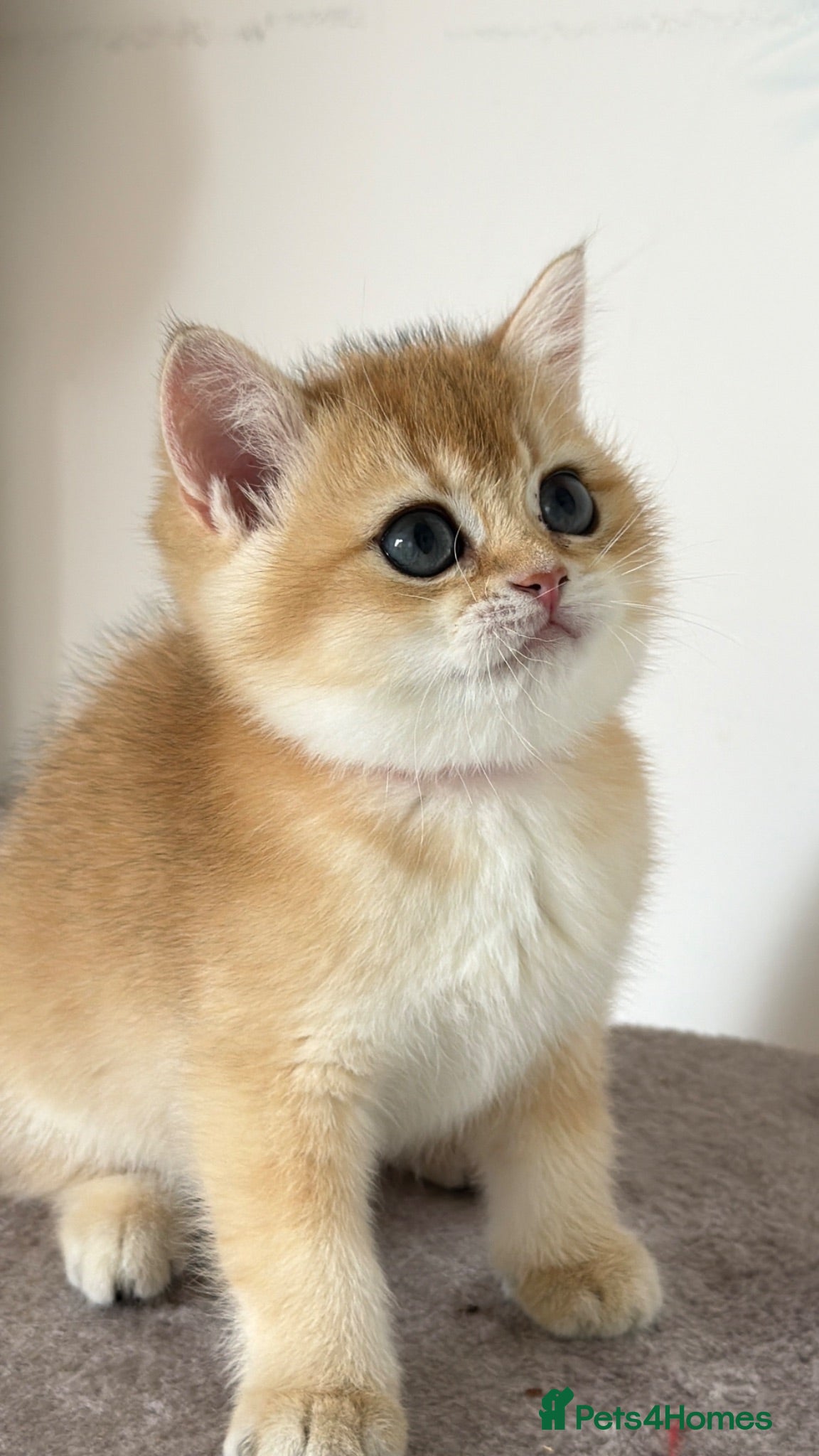 British Shorthair cats Exception quality,Champion bloodlines GCCF/TICA  - Advert 12
