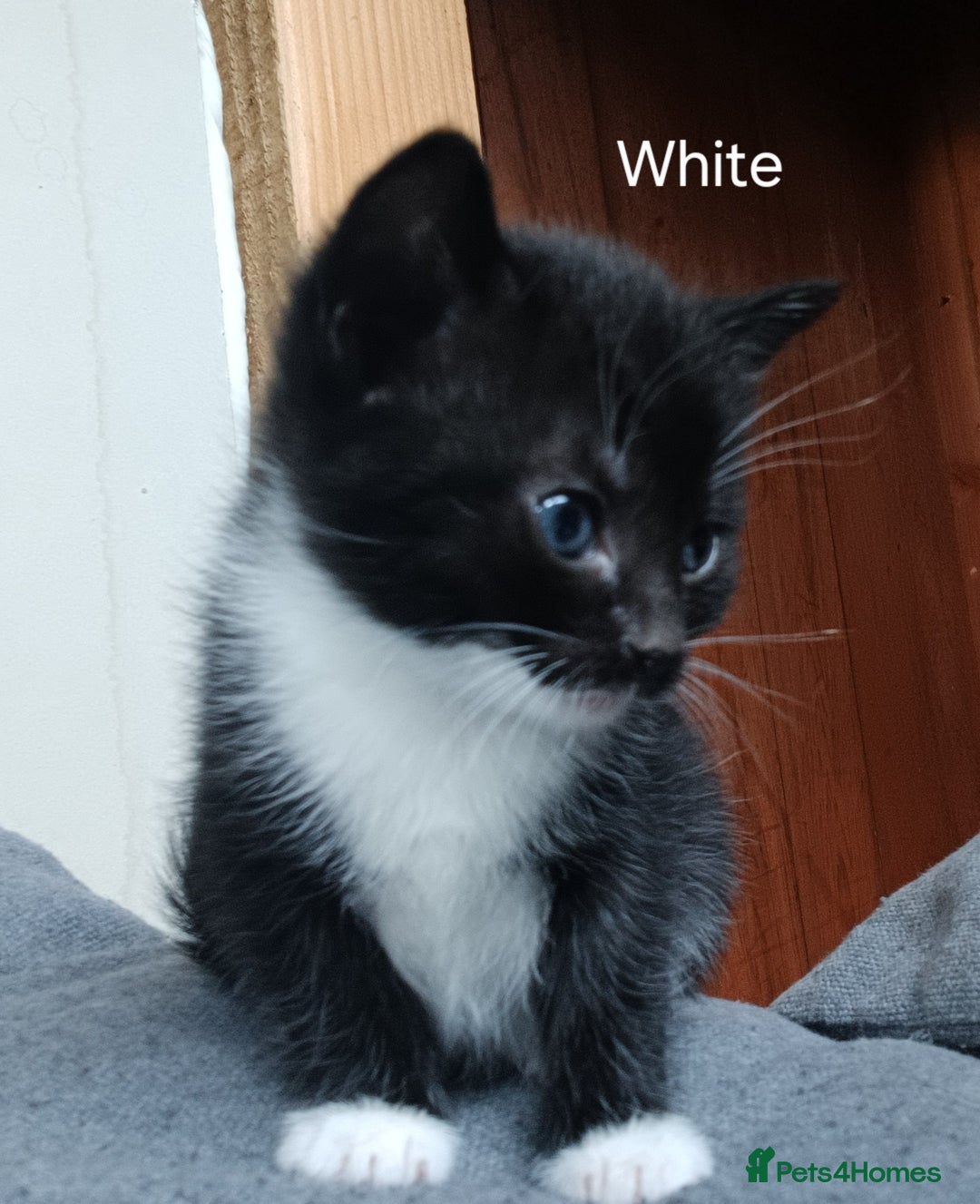 Mixed Breed cats for sale: 🐾 Adorable Black & White Kittens  🐾 - Image 6