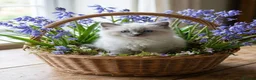 Ragdoll cats for sale: Beautiful gccf reg Rsgdoll boy - Advert 5