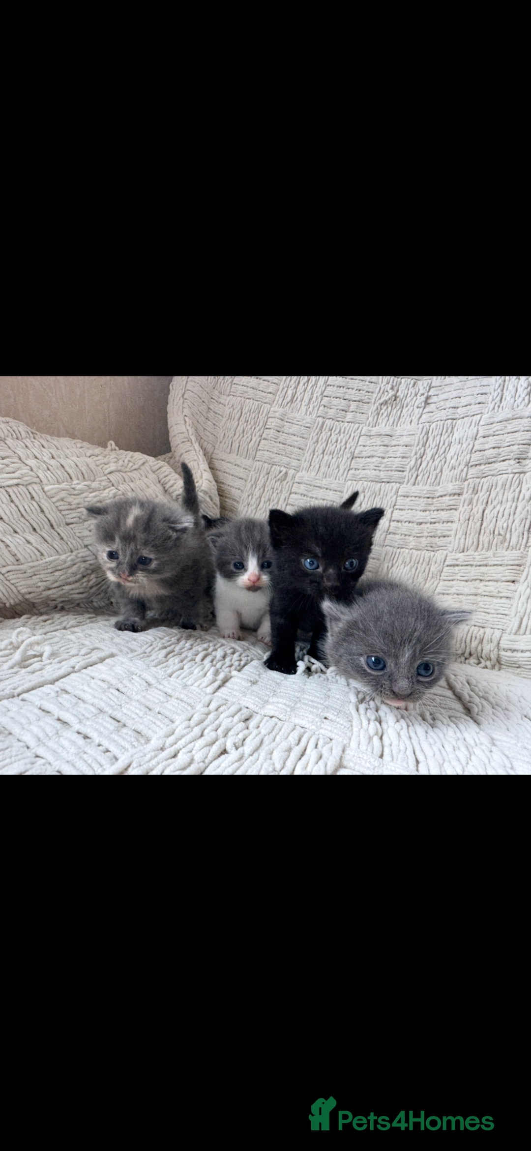 Mixed Breed cats for sale: Beautiful kittens For sale  - Image 11