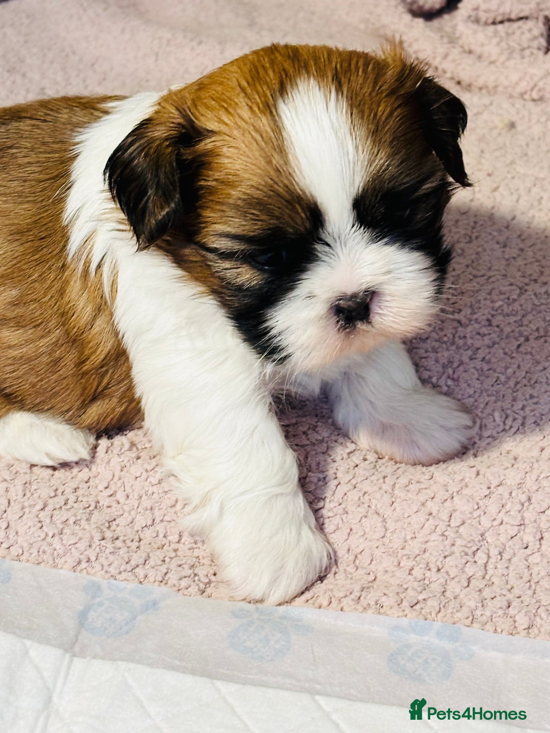 Shih Tzu dogs for sale: Beautiful shih tzu babies  - Advert 12