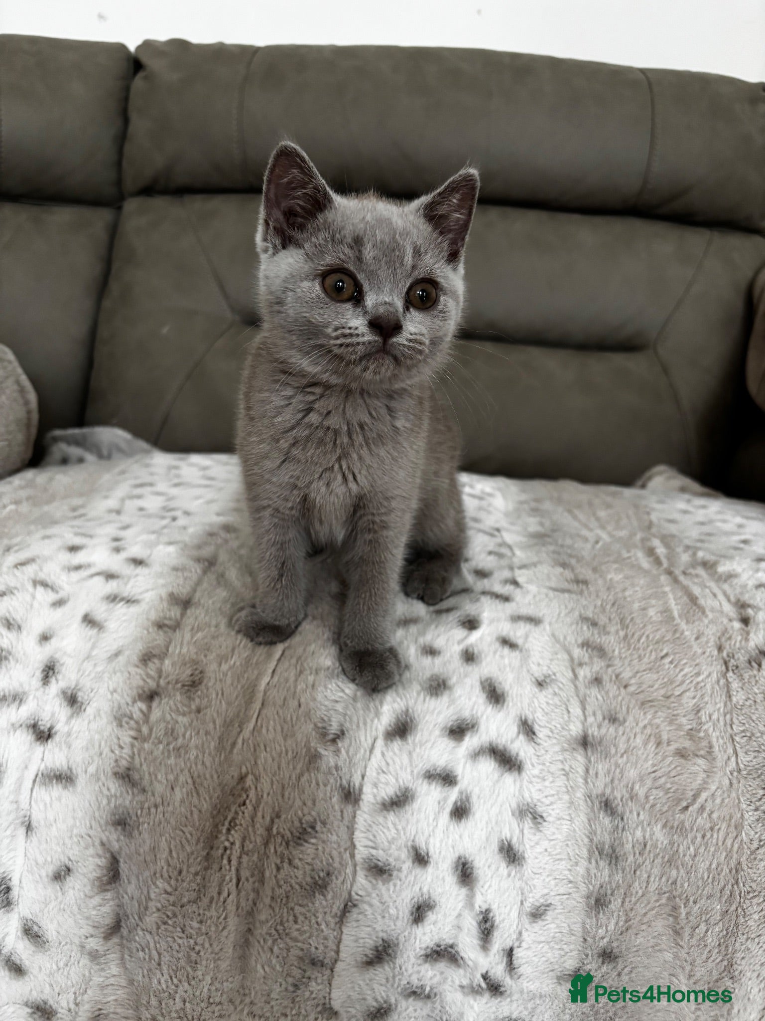 British Shorthair cats GCCF Lilac British Short Hair male Kitten - Advert 1