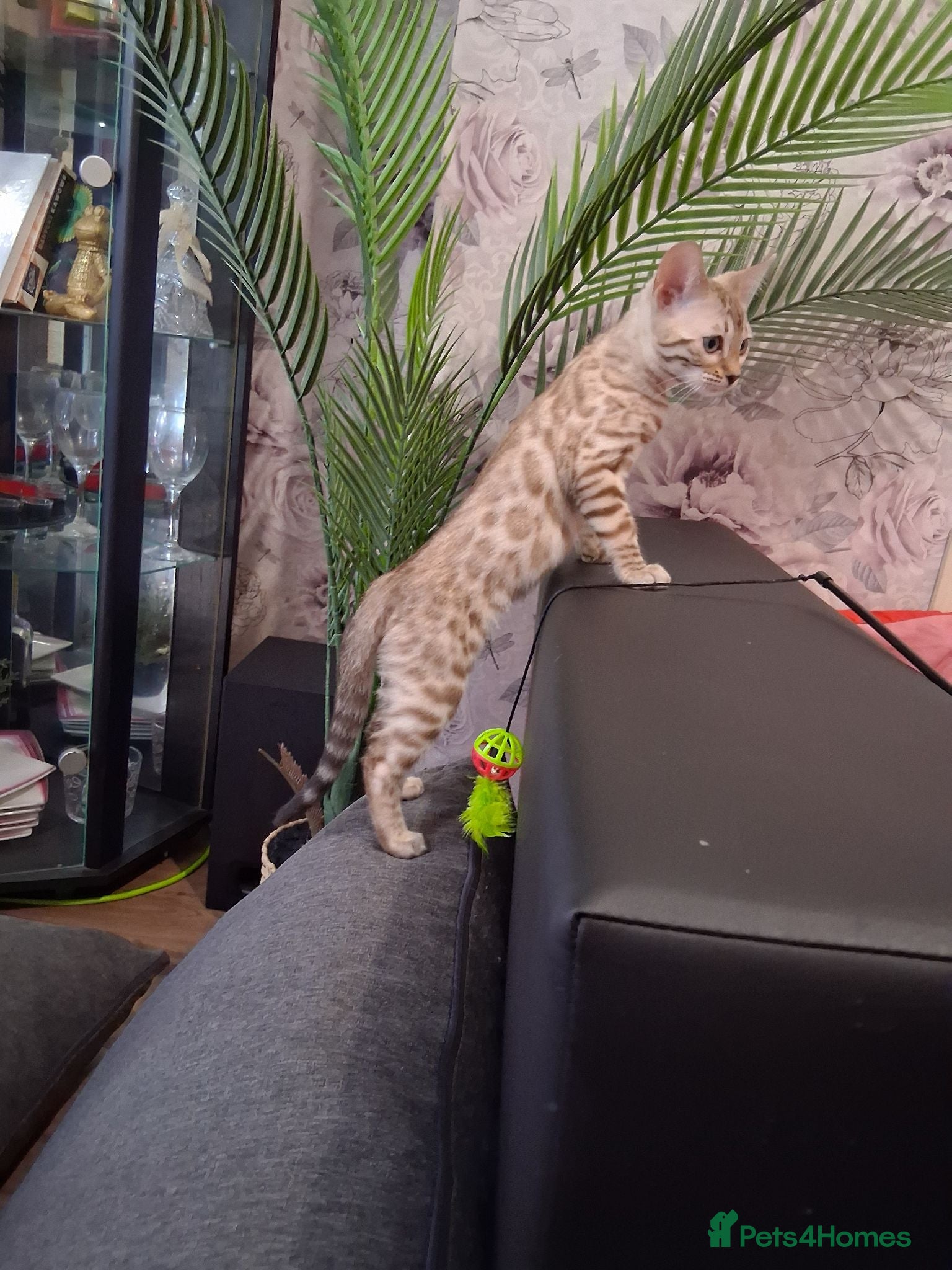 Bengal cats Top quality Bengal Kittens  - Advert 1