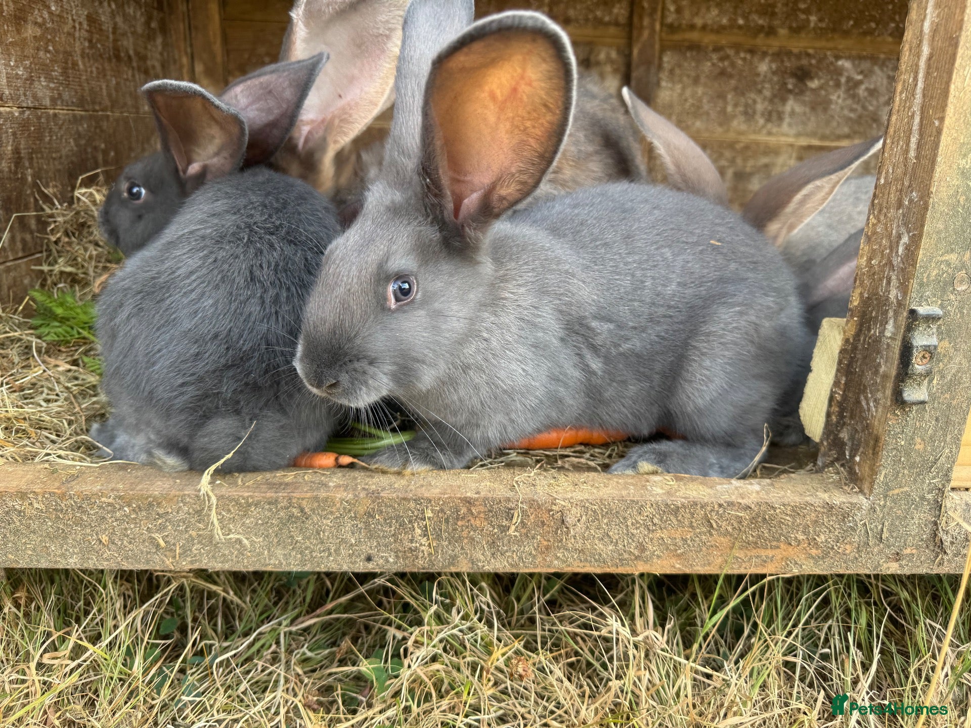 Continental Giant rabbits Four continental x bunnies - Advert 1