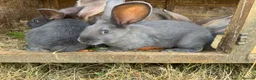 Continental Giant rabbits for sale: Four continental x bunnies - Advert 1