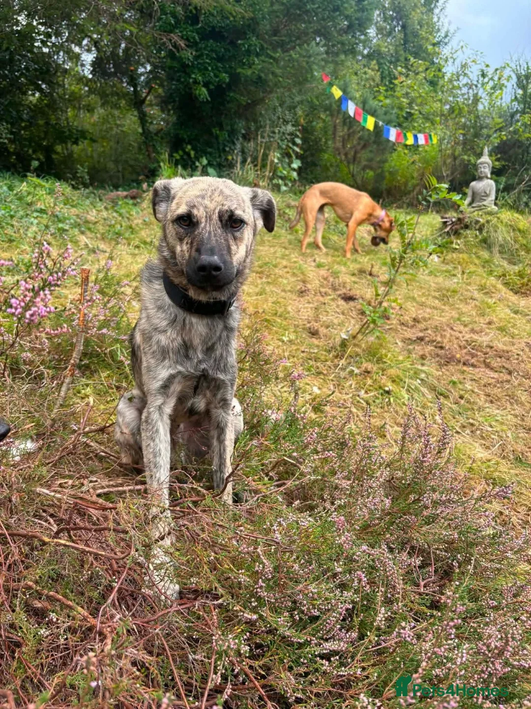 Mixed Breed dogs for adoption: 🐾 🐾 Chopsey  in Inverness - Advert 2