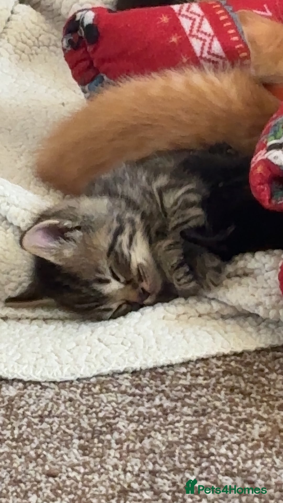 British Shorthair cats for sale: Male tabby kitten  - Image 2