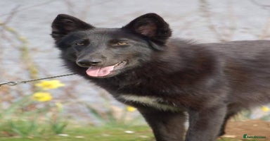 Mixed Breed dogs - Advert 2