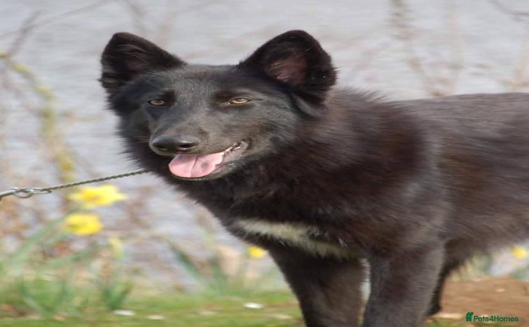 Mixed Breed dogs - Advert 1