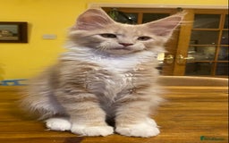 Maine Coon cats for sale: Beautiful Maine Coon Kitten - Champion Lines - Image 5
