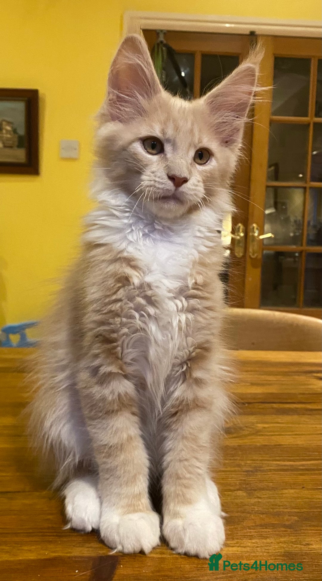 Maine Coon cats for sale: Beautiful Maine Coon Kitten - Champion Lines - Image 5
